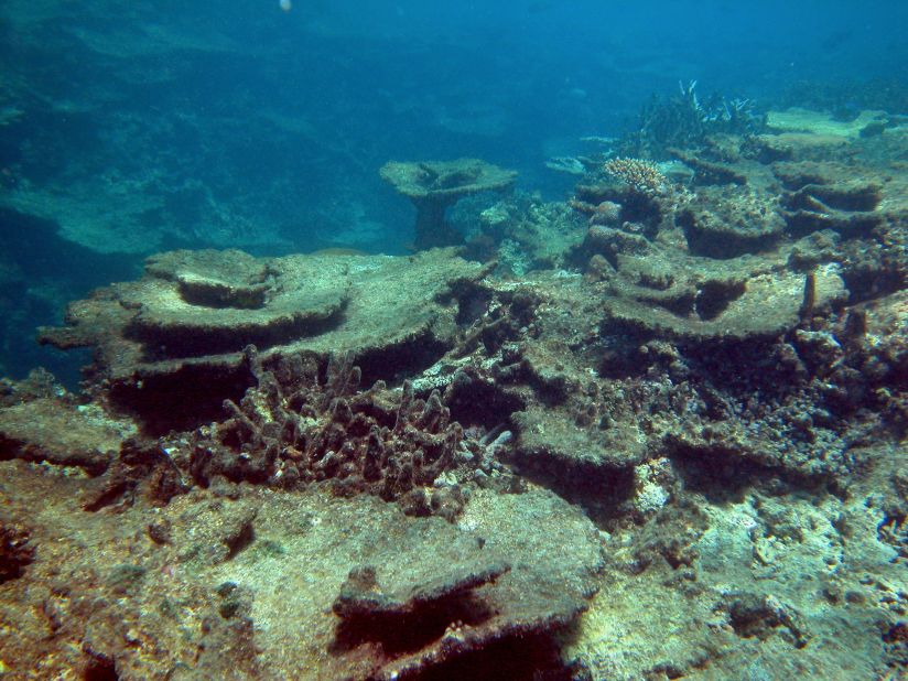The image shows damage inflicted on Beaver Reef, part of the Great Barrier Reef, by the crown-of-thorns starfish, a species native to Australia which feeds on coral.