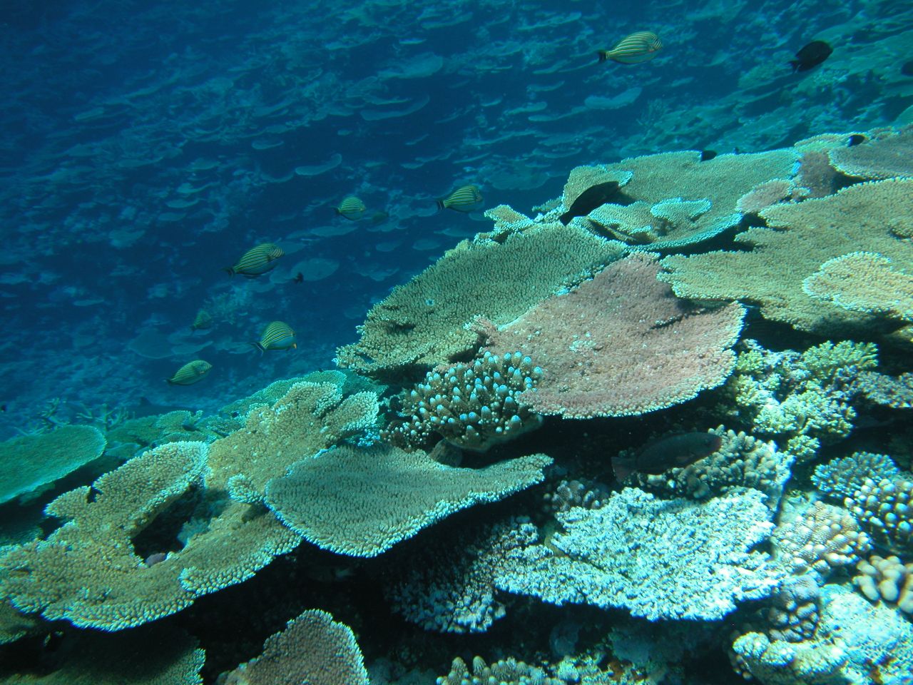 A report in October 2012 revealed that half of the coral coverage on the Great Barrier Reef had disappeared over the past 27 years due to a combination of factors: cyclones, the crown-of-thorns starfish and coral bleaching.