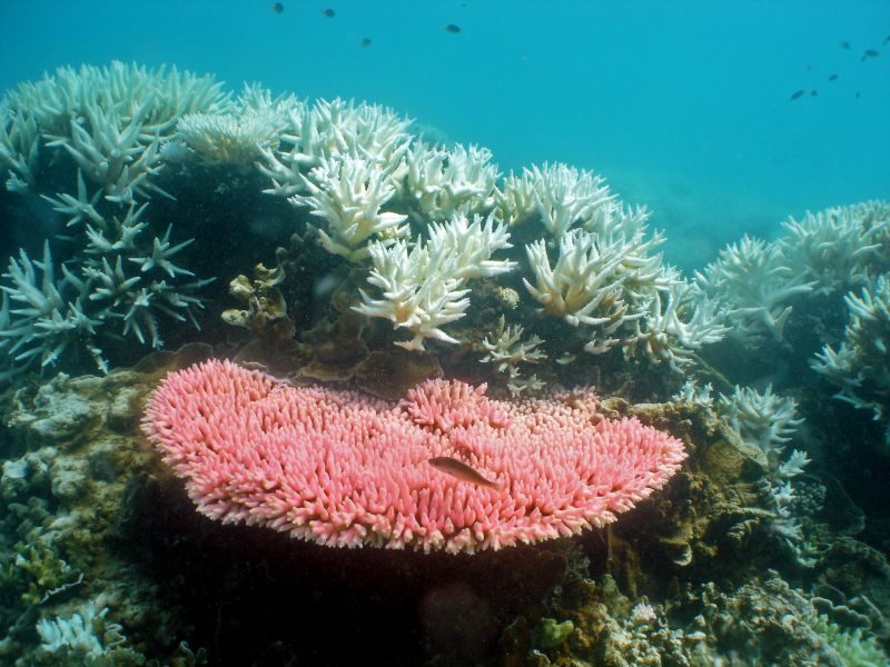 Australia Vows To Reverse Great Barrier Reef's Coral Decline | CNN