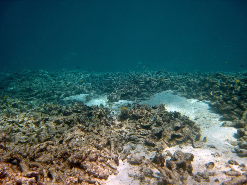 Crown-of-thorns starfish thrive in nutrient-rich water which runs off agricultural land along the Queensland coast. A government program aims to eliminate all chemical and fertilizer run-off near the reef by 2020.