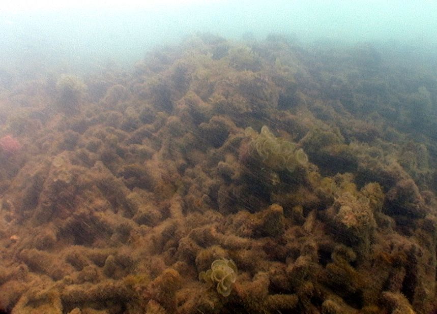 MacDonald reef after cyclone damage. "An area that has been exposed to the eye of the cyclone can look like a rubble zone shortly after it's passed over. It can be really quite devastating," said Jamie Oliver, a research director with AIMS.