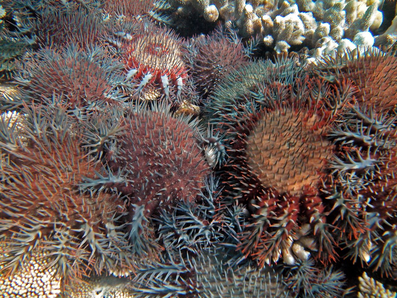 The problem on the Great Barrier Reef, the report says, is that it's facing other threats that are hindering its ability to recover from cyclones, most notably the rampant starfish.