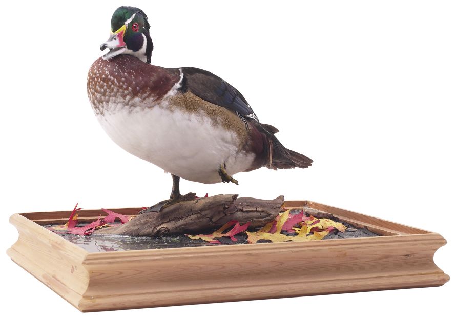 "Murray the Freezer Duck. He was literally a taxidermied black duck who lived in our freezer for years when my dad was a decoy carver. I miss Murray!" —Elizabeth Bull