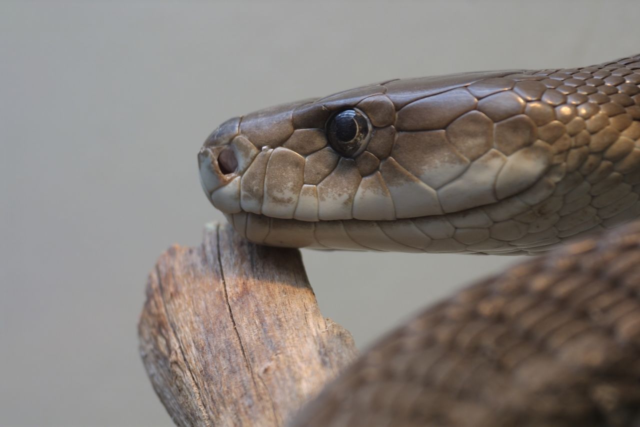 Commonly found on the east coast of Africa, the mamba has a bite that can kill humans within a day with venom that attacks the heart and nervous system. 
