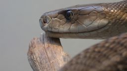 The black mamba snake is one of the world's deadliest reptiles.
