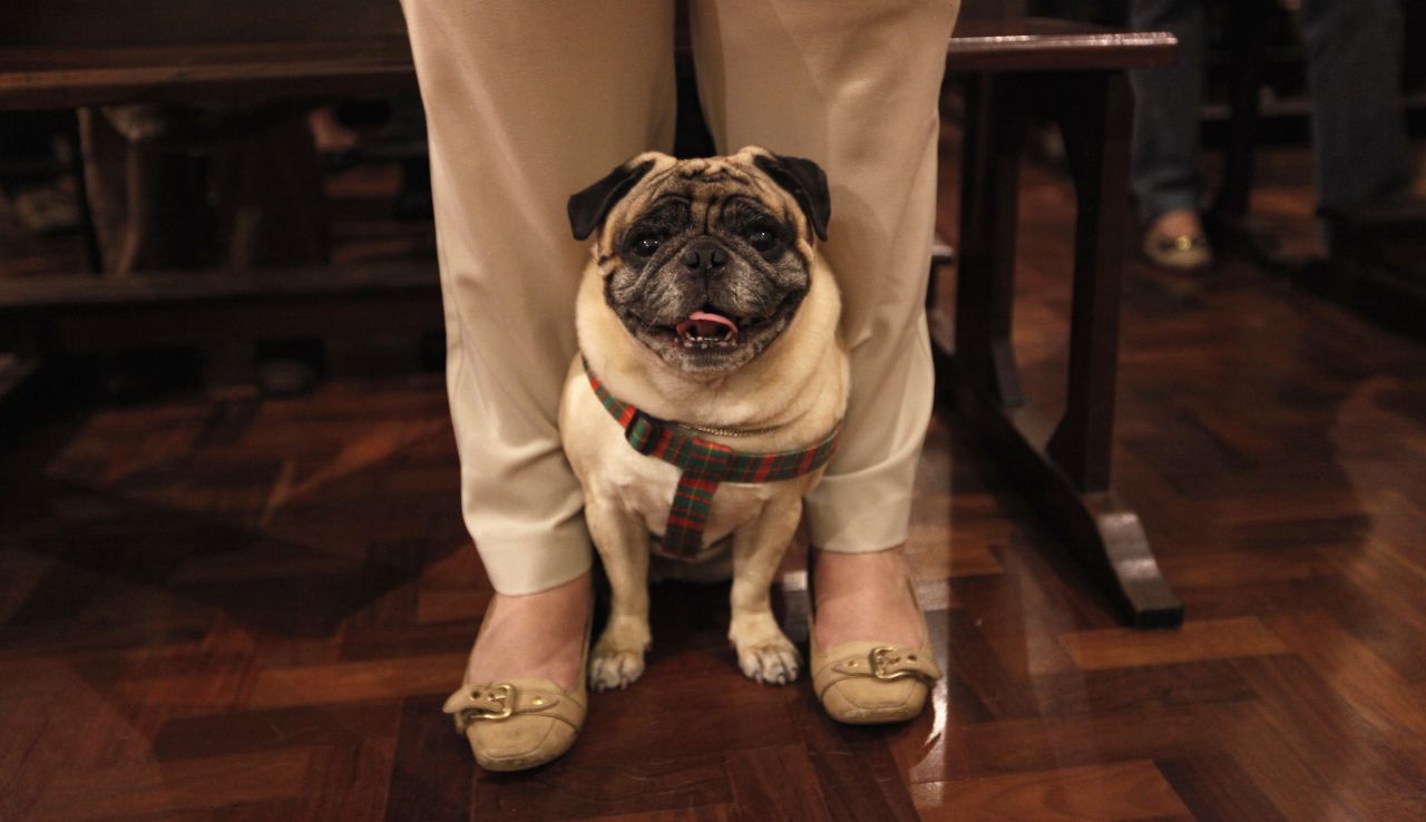 A dog peeks from between the legs of its owner at Sao Francisco de Assis Church on Thursday.