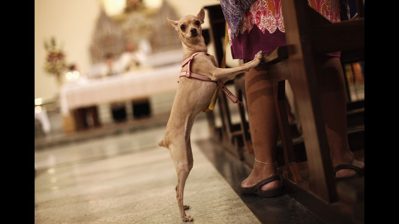 A dog stands next to its owner during Thursday's Mass in Sao Paulo.
