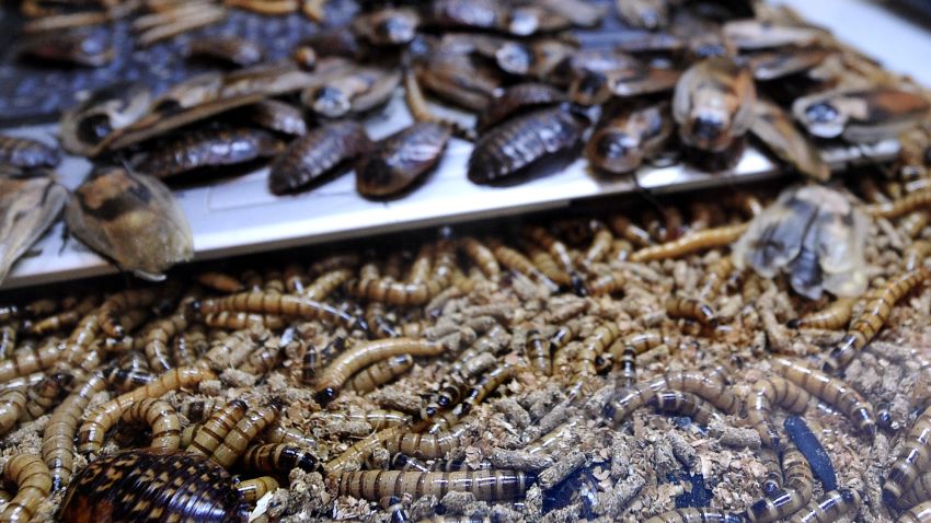 A Florida man died shortly after eating dozens of roaches and worms during a contest to win a python from a reptile store.