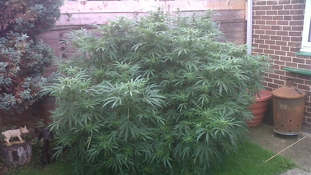 Bedford police posted this photo of the bush on Twitter, described as the "biggest cannabis plant" we've seen.
