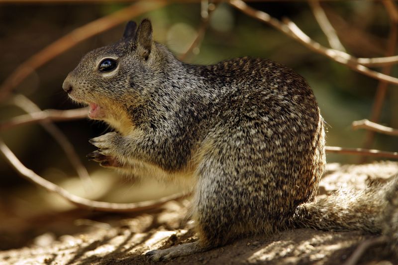 California Squirrel Tests Positive For Plague Exposure | CNN