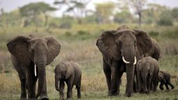 Elephants are among the abundant wildlife in Serengeti National Park