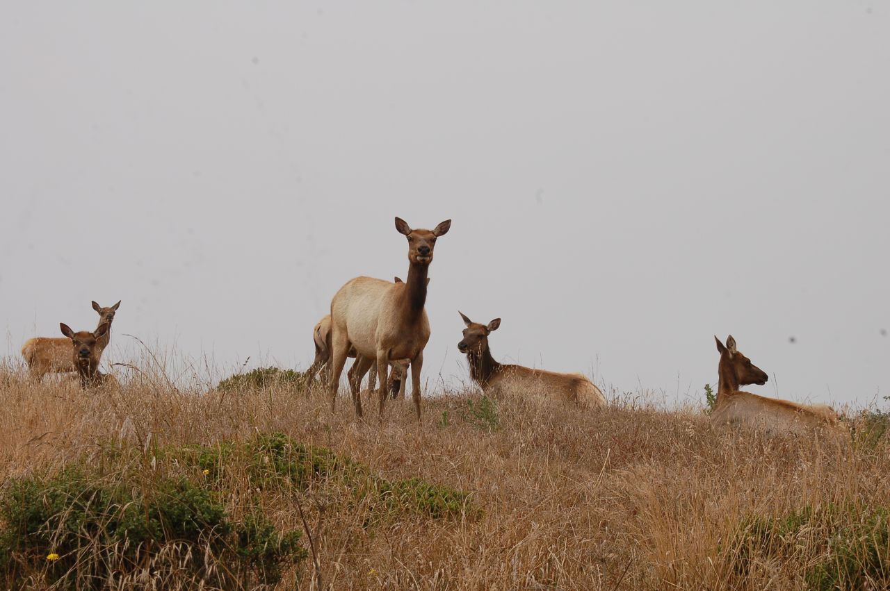 Point Reyes also has the remains of an old dairy ranch — and more. "There's a managed herd of elk within view," Caligiuri says.