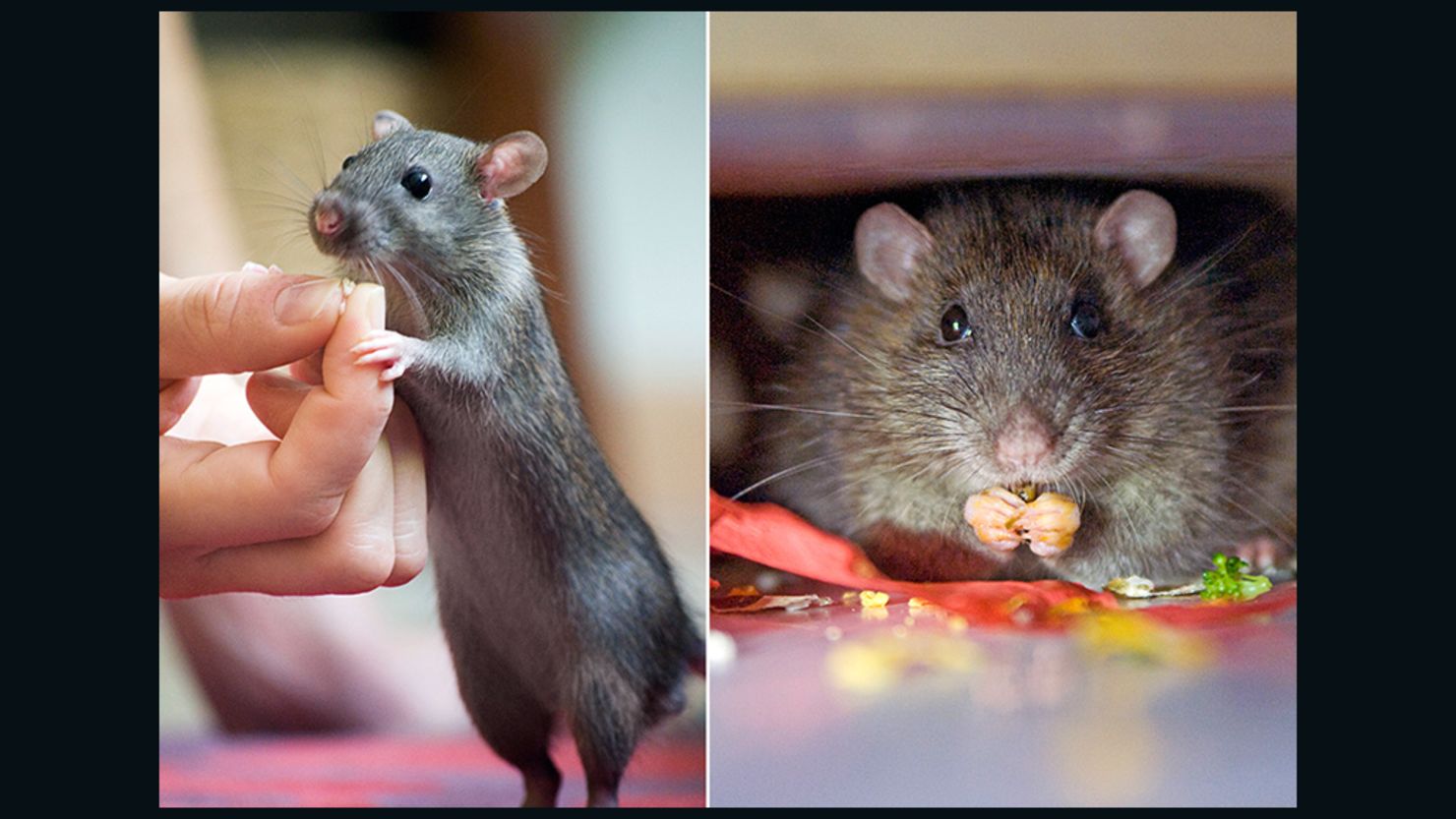 How a Hong Kong alley rat changed a young couple's life