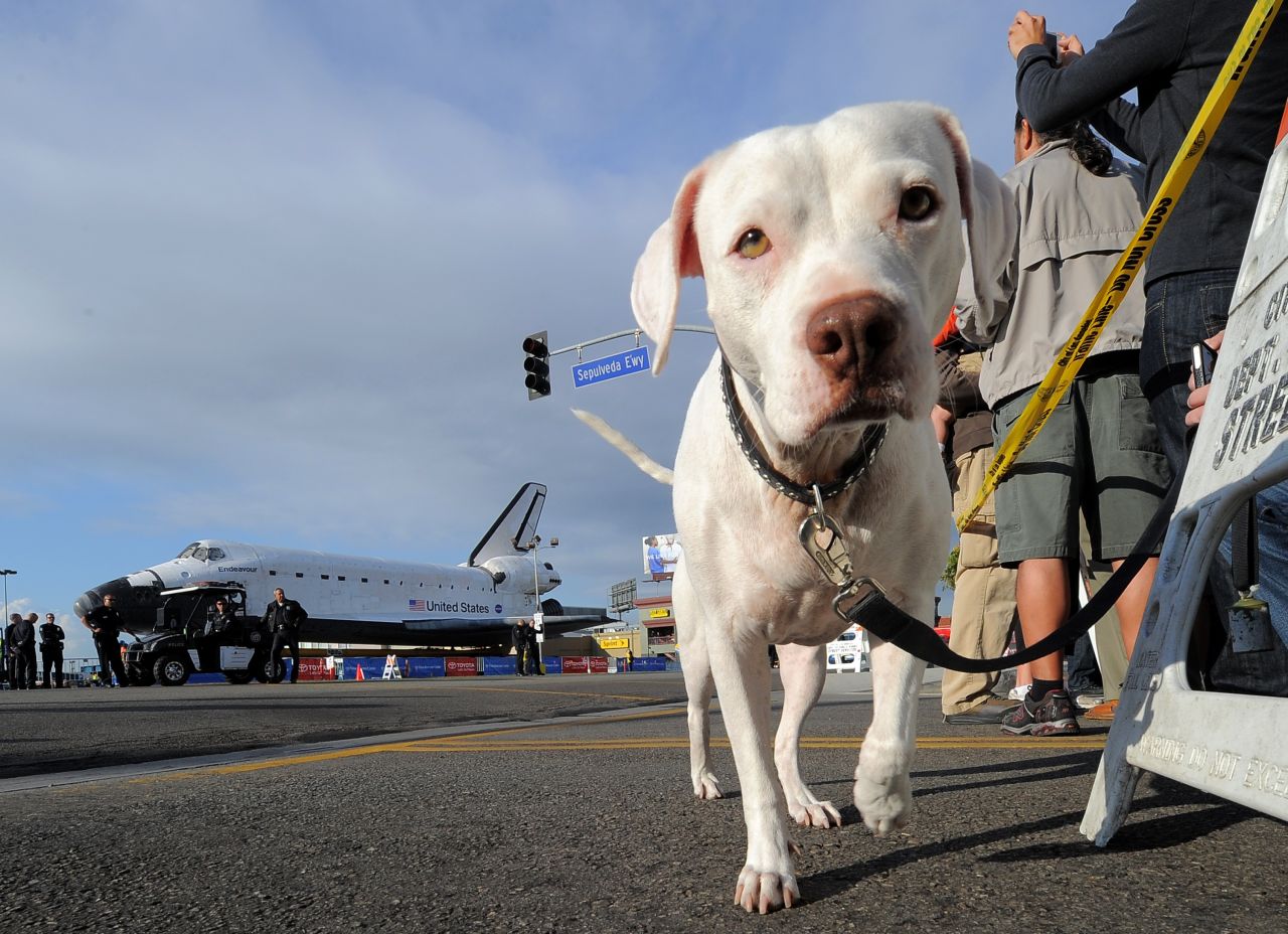 A dog joins the crowd turned out to see Endeavour on Friday.