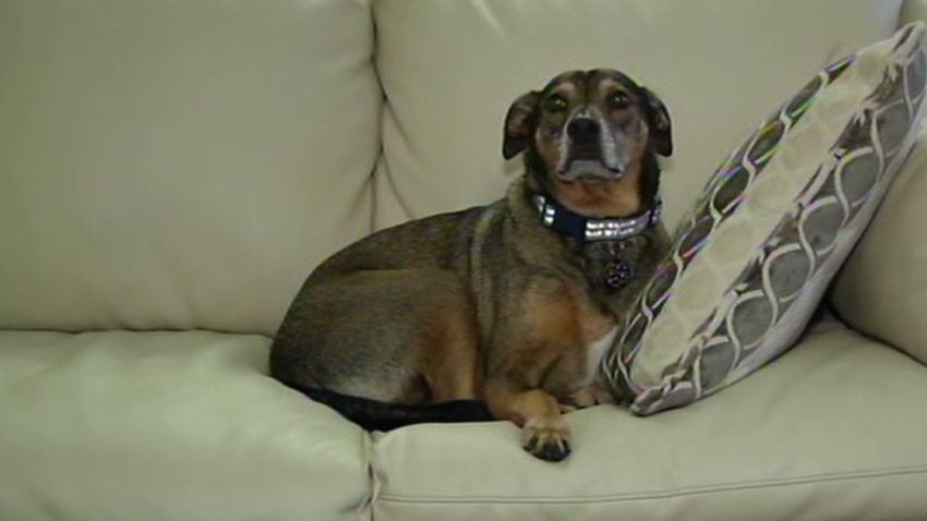 dnt ct dog saves baby life_00011630