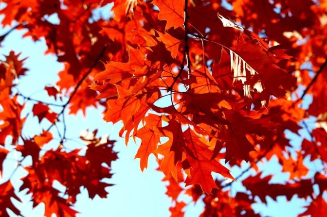 Oak leaves turn a vibrant red in <a href="http://ireport.cnn.com/docs/DOC-852701">Beaverton, Oregon</a>.