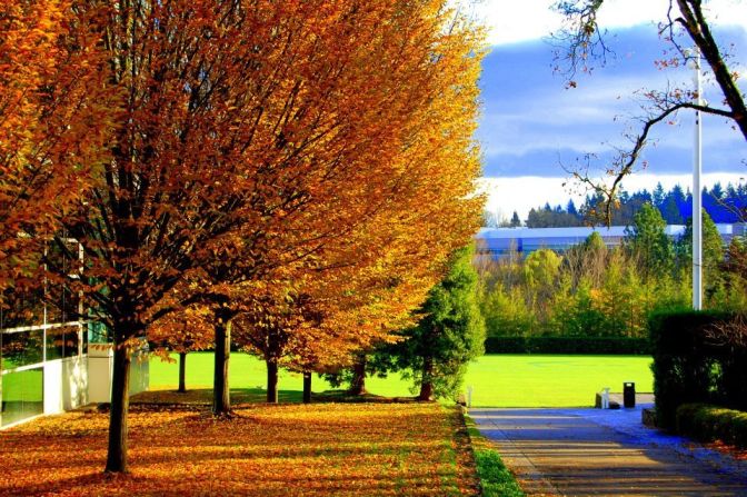 "The leaves make the entire landscape shine," said Neeraj Narayan of these golden trees in <a href="http://ireport.cnn.com/docs/DOC-852701">Beaverton, Oregon</a>.