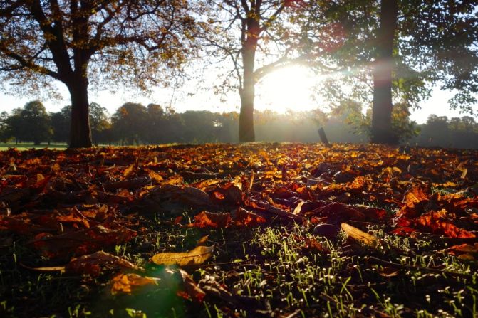 Autumn leaves carpet the lawn of London's <a href="http://ireport.cnn.com/docs/DOC-852986">Victoria Park</a>.