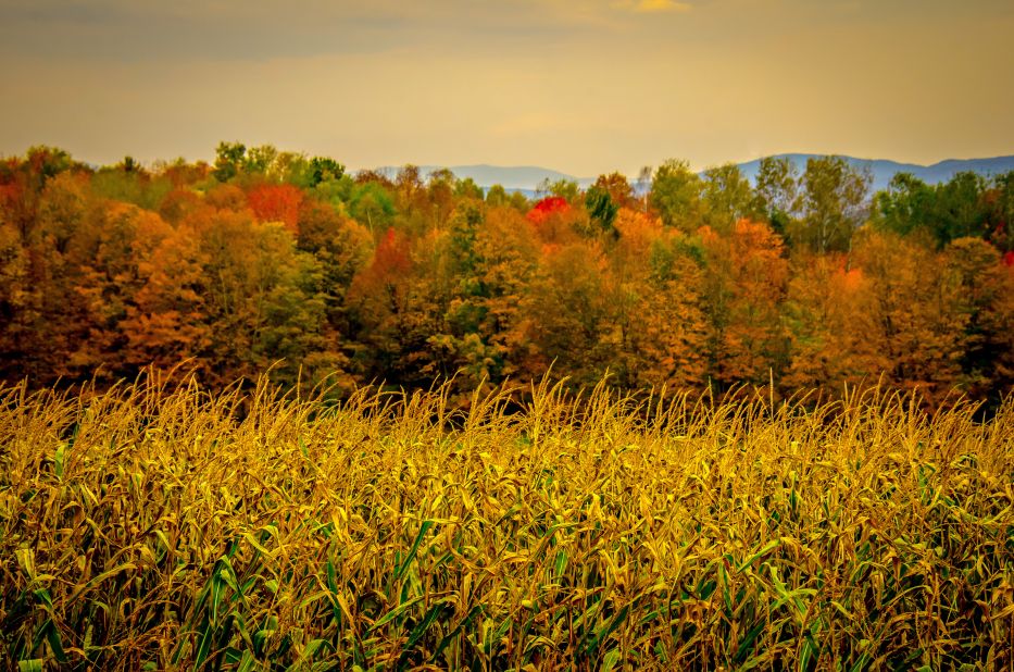 Two icons of autumn -- corn and colorful leaves -- make a beautiful scene in <a href="http://ireport.cnn.com/docs/DOC-856315">Barre, Vermont</a>.