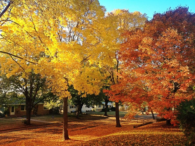 Gorgeous trees fill a <a href="http://ireport.cnn.com/docs/DOC-852057">Robbinsdale, Minnesota,</a> neighborhood with colorful leaves. This autumn "has been one of the most vibrant I've ever seen," said Thomas Reiner, who lives here.