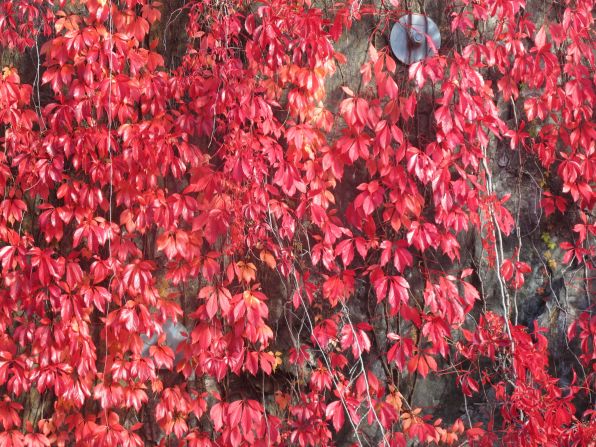 Vines climbing on rock in <a href="http://ireport.cnn.com/docs/DOC-855617">Stockholm, Sweden</a>, turn bright red for fall.