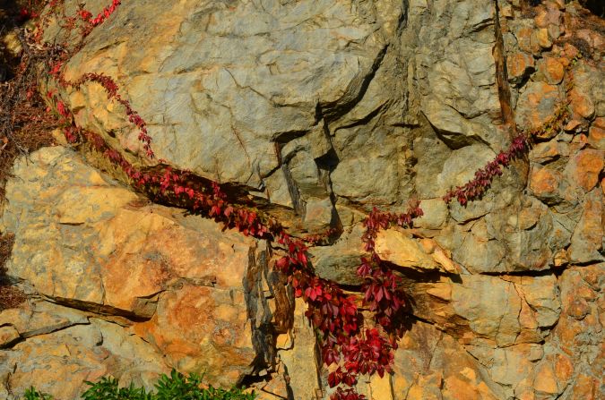 Deep red Virginia Creeper stretches across a rock outside <a href="http://ireport.cnn.com/docs/DOC-858299">Roanoke, Virginia</a>. 