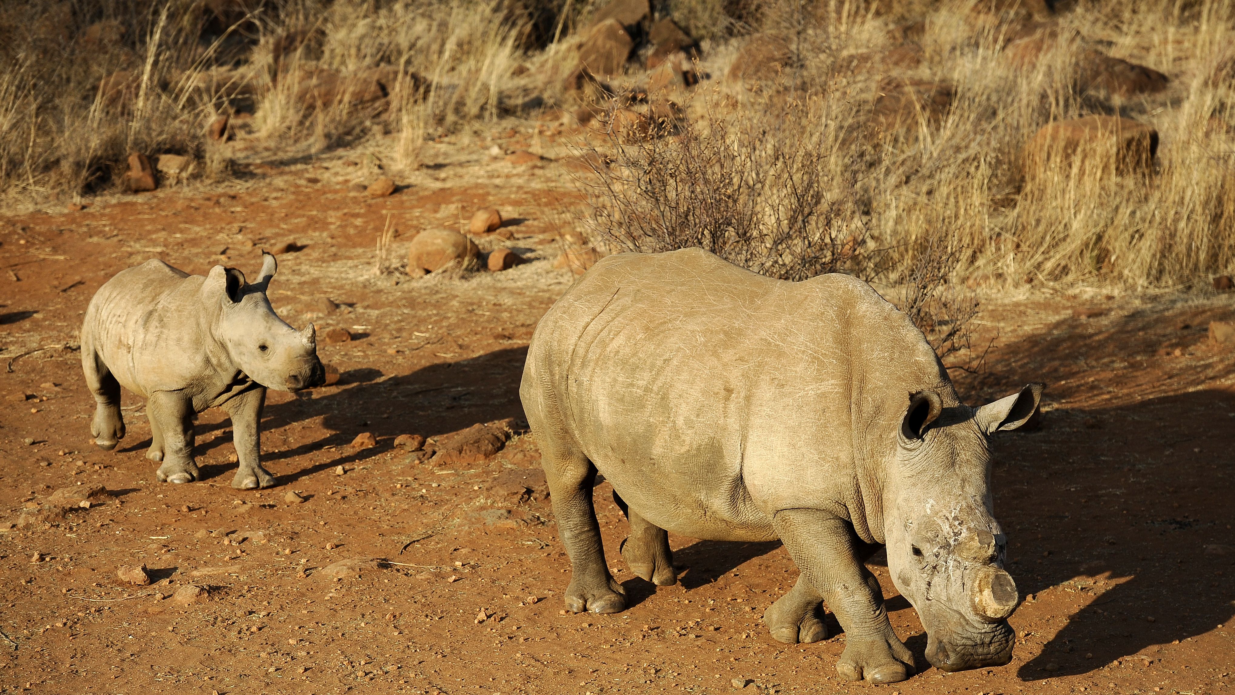 So far, 455 African rhinos have been killed this year for their horns based on a belief that they can cure cancer.