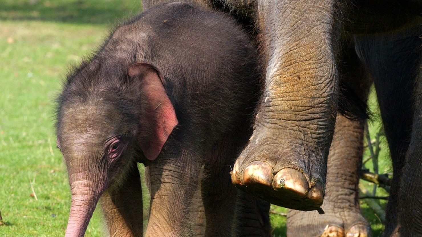 A two week old Asian elephant makes her first public appearance at Whipsnade Wild Animal Park, England, on March 30, 2004.