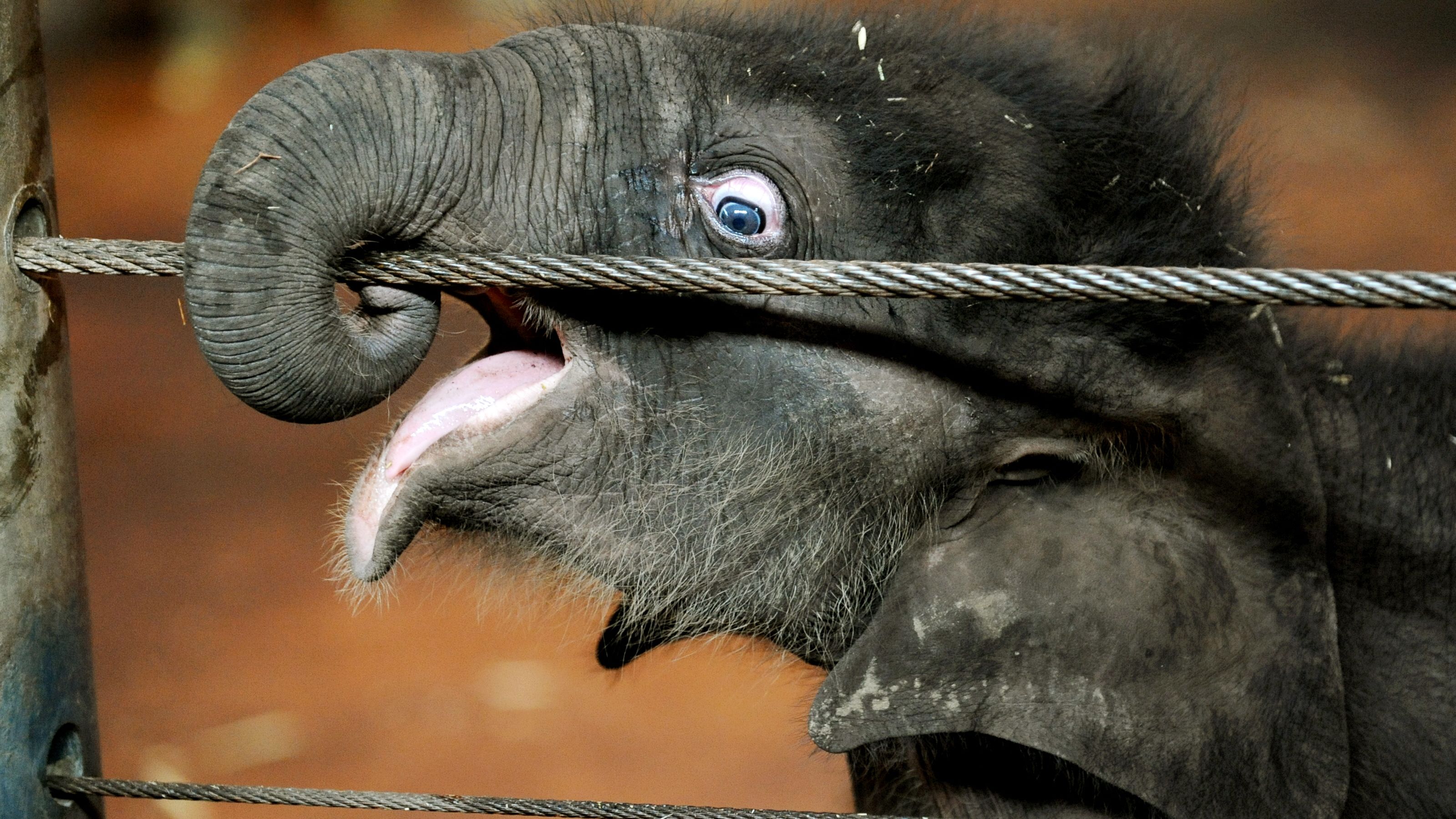 Pathi Harn wraps his trunk around a wire at Taronga Zoo in March 2010.