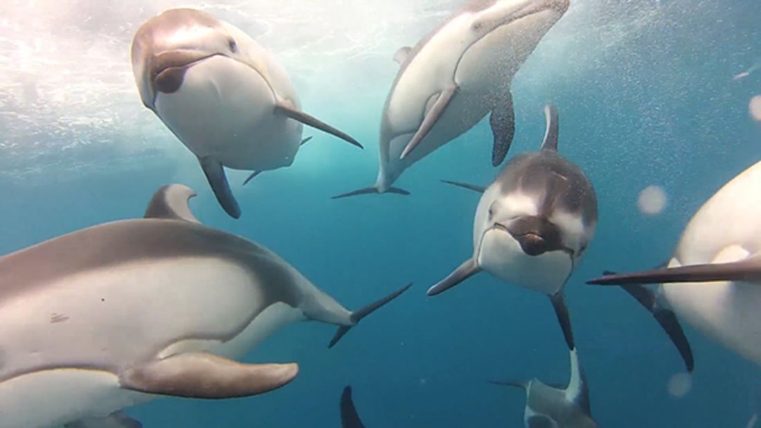 Fisherman Mark Peters captured this video of dolphins using a GoPro camera and a custom torpedo-shaped housing he built.