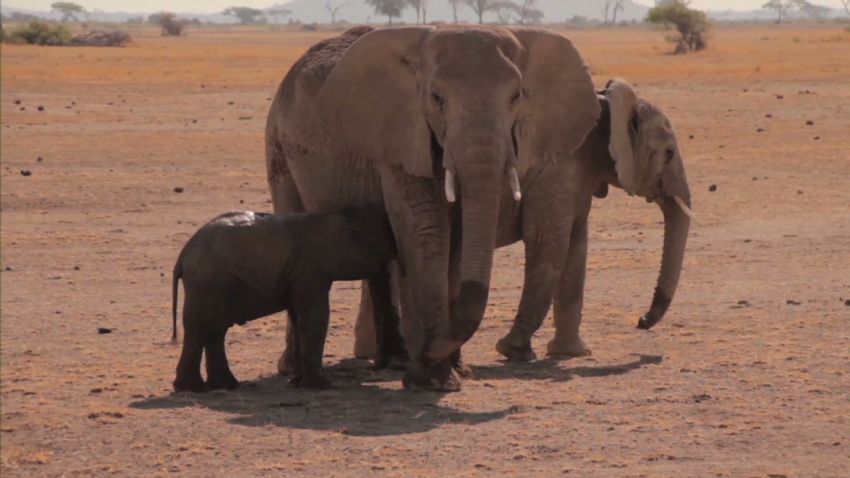 vo elephant calf rescued from well_00013111
