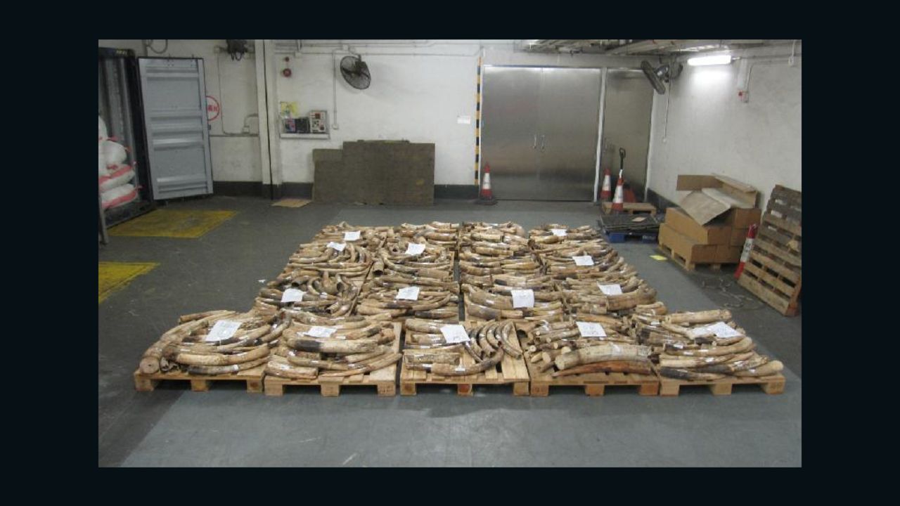 Hong Kong Customs seized ivory tusks and ornaments weighing about 8,406 pounds inside two containers.