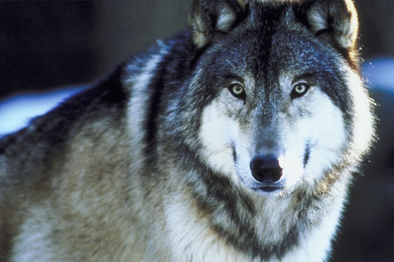 The wild wolf population in the lower 48 has grown from less than 300 just 30 years ago to more than 4,000 today. Minnesota has the largest gray wolf (pictured) population outside Alaska.