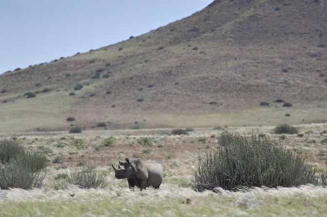 The idea to make the community stewards of their land came from the Integrated Rural Development and Nature Conservation (IRDNC) in 1983. The idea was adopted more widely after independence with more  "community conservancies" created after1990. 