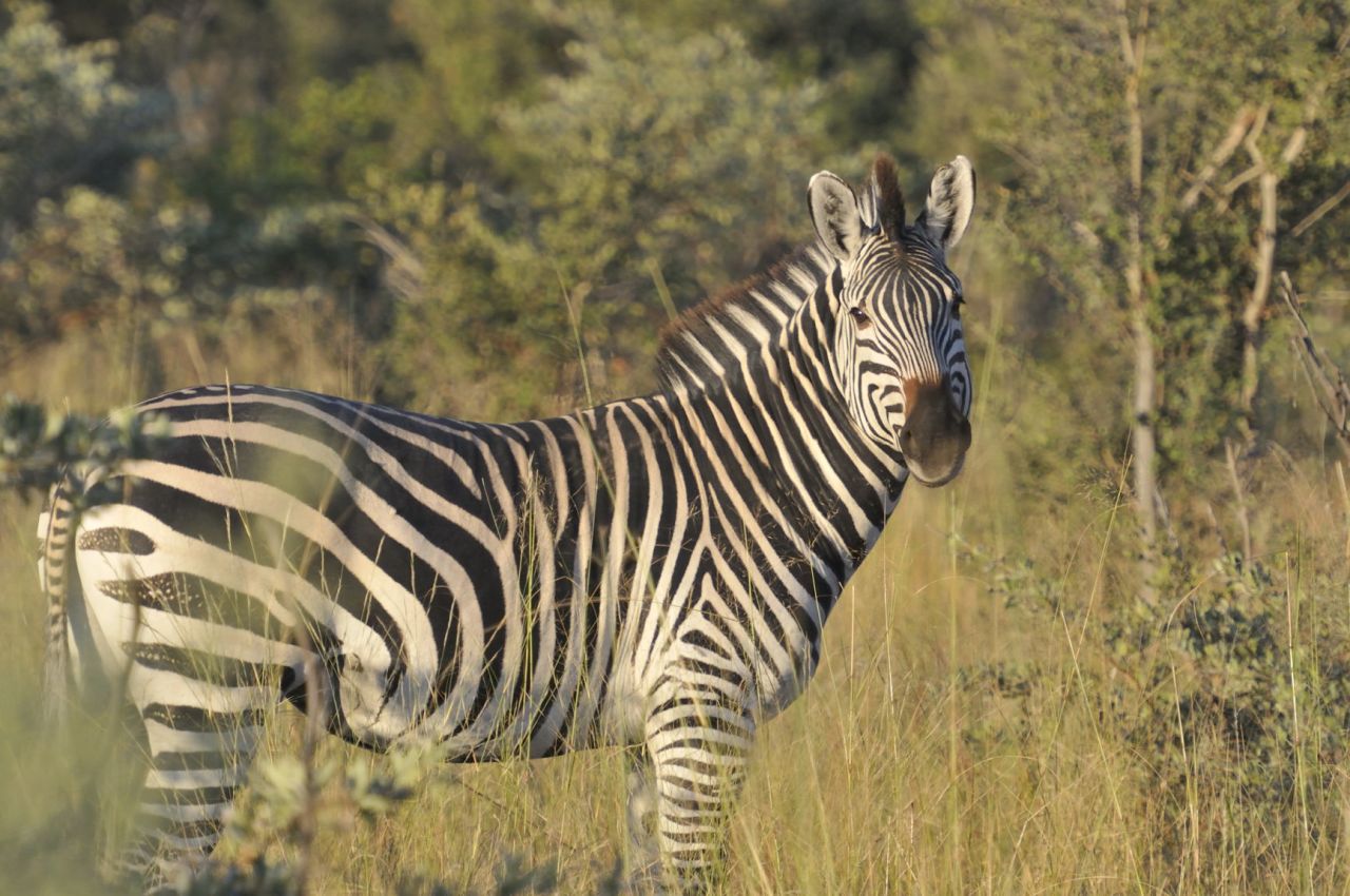 For many Namibians living on communal lands during the period apartheid-era South Africa ruled Namibia, poaching springbok and zebra was the only way a family could stay fed, according to John Kasaona. 