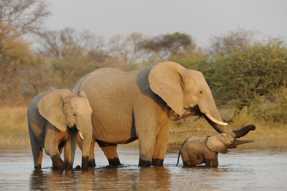 The majestic African elephants are in trouble as wildlife experts say poachers are slaughtering as many as 25,000 of them a year because of their ivory tusks. If things don't change soon the African elephant could be extinct within decades, experts warn.