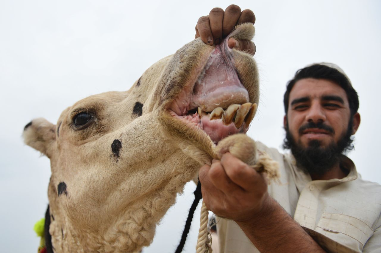 A Pakistani livestock trader shows the teeth of his camel at one of the main animal markets in Islamabad on Friday, October 19.
