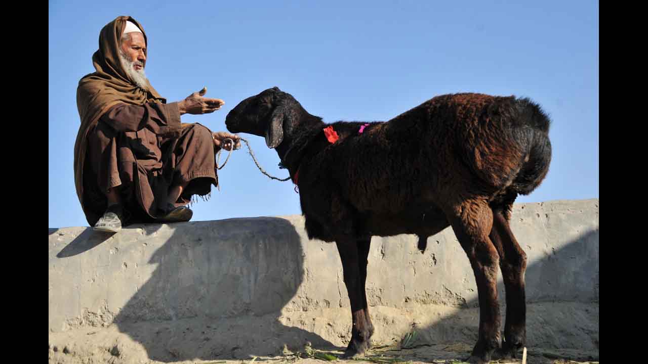 An Afghan man gestures toward a sheep at an animal market as he waits for customers in the outskirts of Jalalabad on Saturday, October 20.