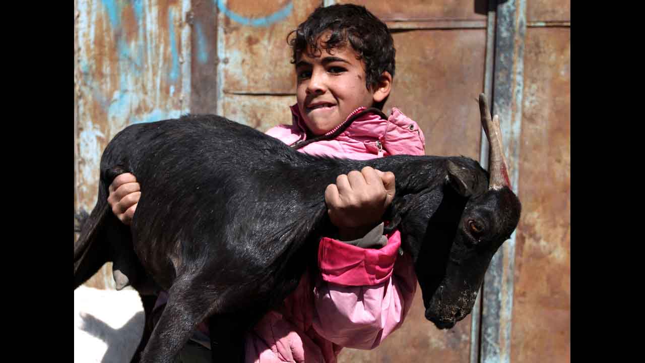 A Yemeni boy carries a goat at an animal market in the capital, Sanaa, on Tuesday.