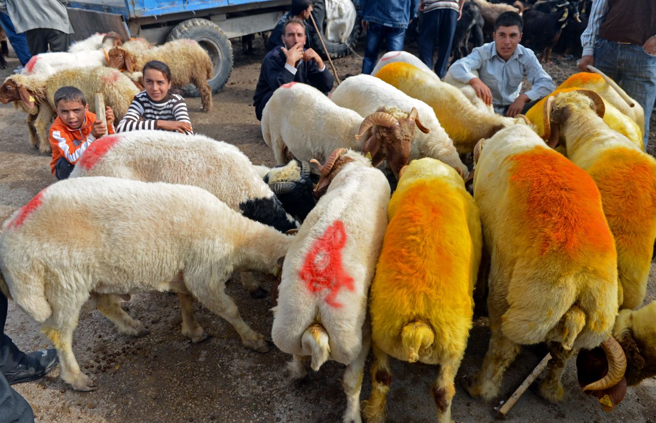 A flock of sheep feeds at an animal market in the southern Turkish city of Kilis on Tuesday. 