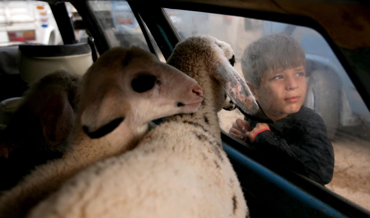 A Palestinian boy looks at goats at a local cattle market in the West Bank village of Qabatiya on Wednesday, October 24.