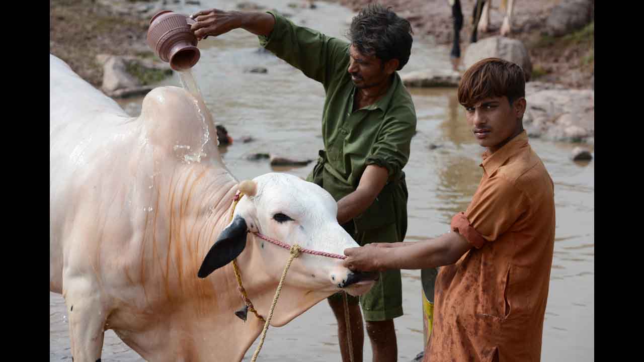 Pakistani farmers bathe their bull near an animal market in Islamabad on Friday.