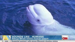 sp beluga whale human_00001111