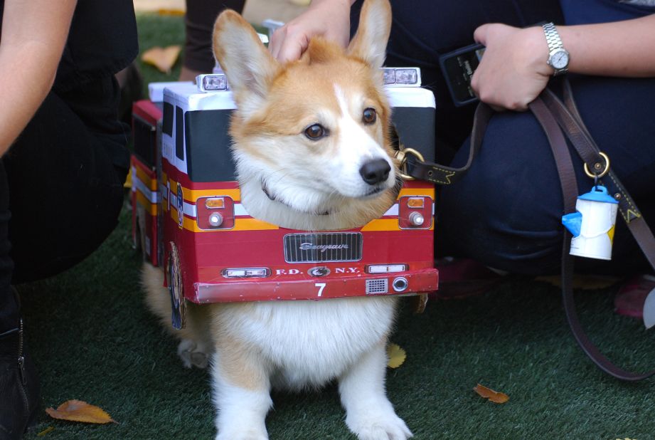 iReporter Rachel Cauvin captured this adorable Corgi-as-firetruck costume <a href="http://ireport.cnn.com/docs/DOC-861762">at a 2012 Halloween dog parade</a> in New York.