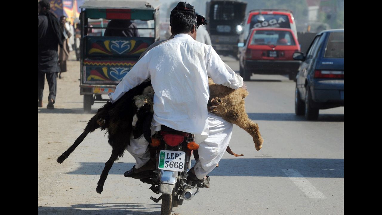 Pakistani men carry animals for the sacrificial festival on a motorcycle in Lahore on Thursday.