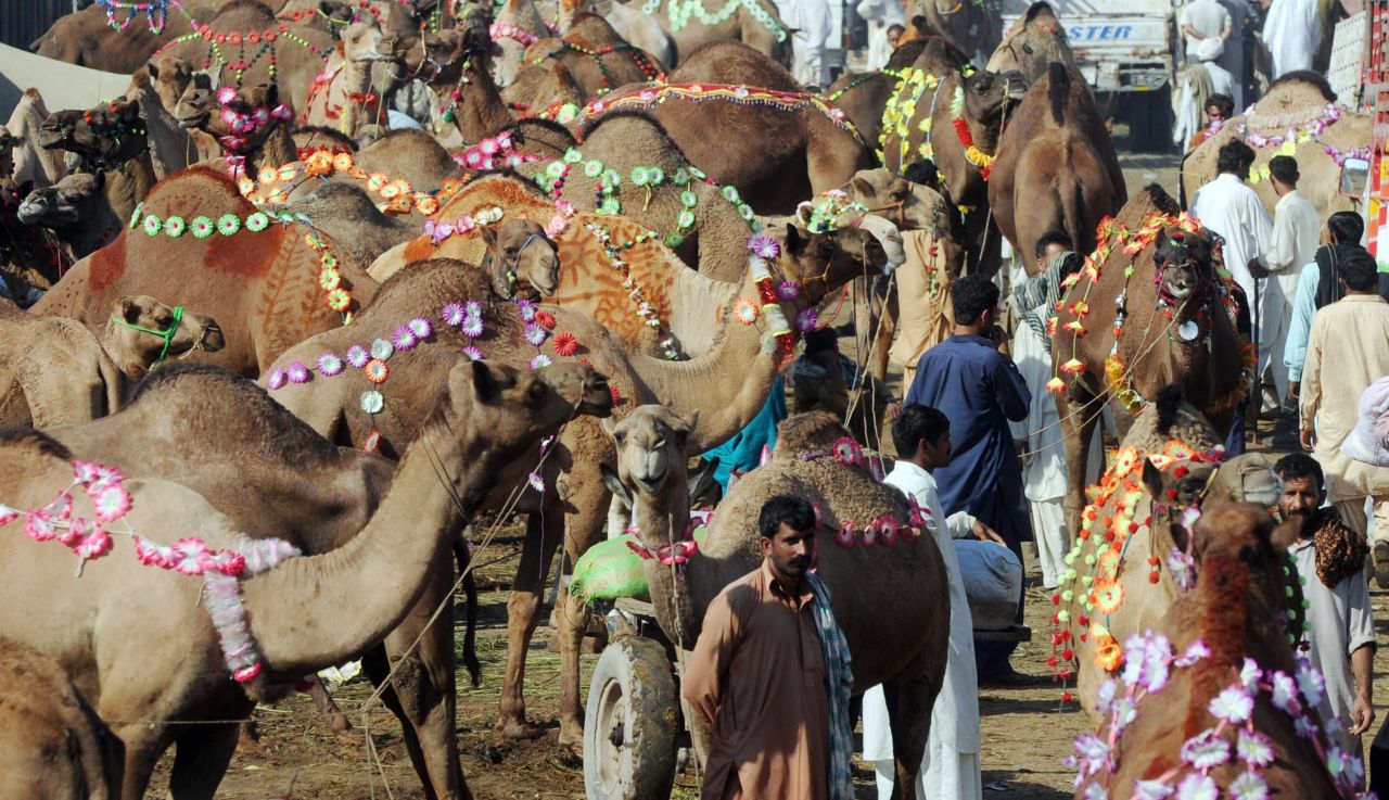 Pakistani men wait for customers at a livestock market ahead on Thursday in Lahore.