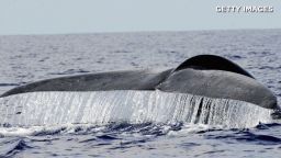 orig asha de vos blue whales_00005211