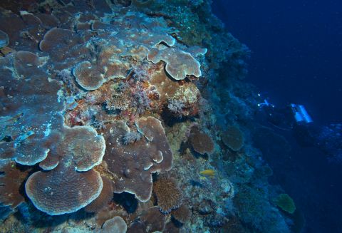 These healthy deep reefs are located directly under shallow reefs degraded by storms and other stresses including coral bleaching and invasive crown-of-thorns starfish plagues. The deep coral is often flat because of the lack of light at depth. 