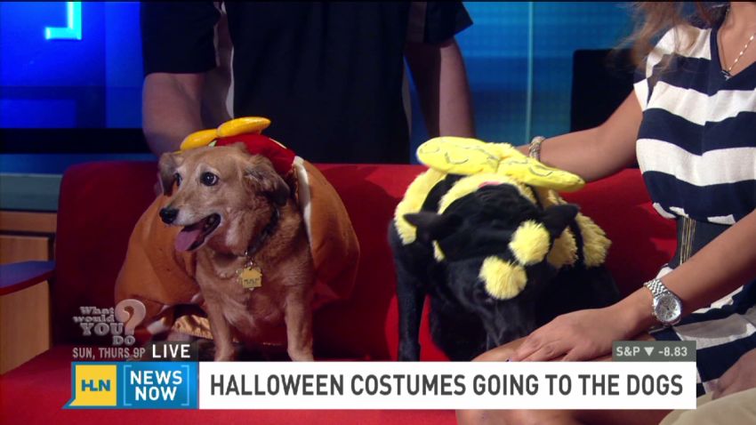 exp Pet costumes are big business_00010401