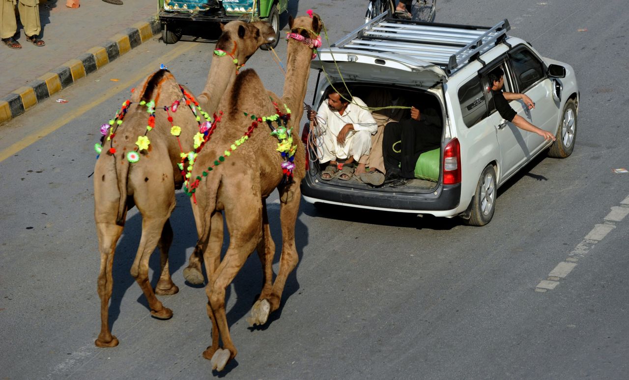 Pakistani Muslims guide camels on the road in Lahore, Pakistan, on Friday, October 26.